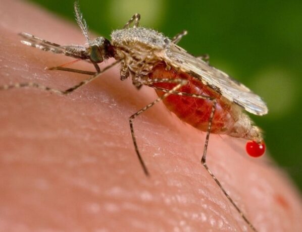 ไข้มาลาเรีย ชนิดโนวไซ